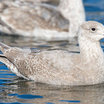 Glaucous-winged Gull